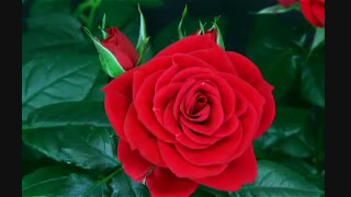 مسابقه لایکر برتر از همین الآن شروع شد