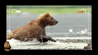 جدال گرگ و خرس !