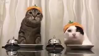 این پیشیارو دست آدمارو از پشت بستن