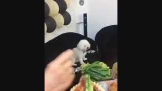 سگ بازی و سگ پروری بجای فرزند پروری