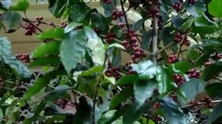 درخت قهوه چگونه است؟