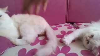 گُـربهـ کـوچـولـو هـآیِـ مَنـ *.*