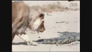 شکار تمساح توسط شیر