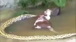 10 حمله برتر مارآناکوندا به پلنگ جگوار ، گاو ، سگ ،کروکودیل