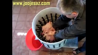 دستگاه پرکن مرغ!!!