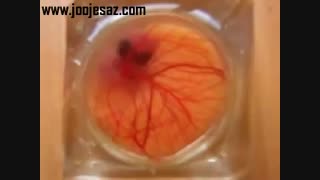 نطفه داخل تخم!!!