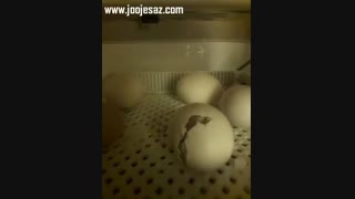 لحظه بیرون آمدن جوجه از تخم!!!
