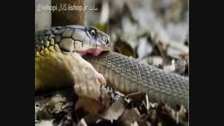 مار کبرا مار دیگری را می خورد