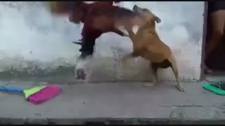 مبارزه  سگ و خروس : برنده کدام است؟