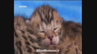 دوست داشتنی ها ( دوبله فارسی )