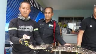 بلیعدن گربه توسط مار 5 متری (هشدار:تصاویر ممکن است ناراحت کننده باشد)