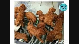 اگر شما هم فکر کردید مرغ کنتاکی لایک کنید..