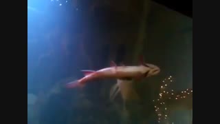 وقتی اردک ماهی ماهی را می خورد