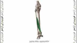 درای نیدلینگ پای ورزشکاران رزمی،  فیزیوتراپی آرامش سعادت آباد