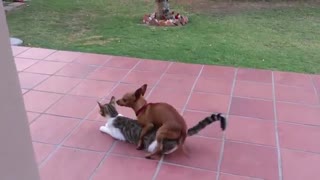 بازی بد جور سگ بی ادب با گربه