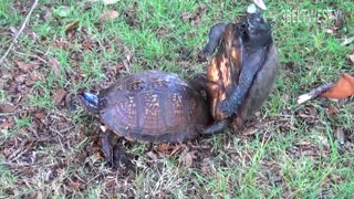 جفت گیری نا موفق لاکپشت ها