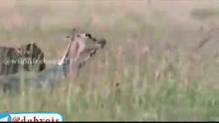 یک صحنه نادر در حیات وحش