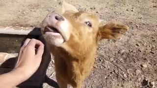 Brownie My Pet Cow