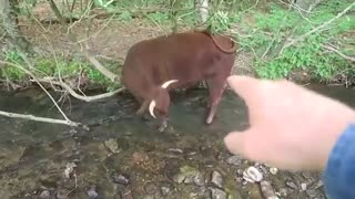 My Family Cow Explained ( برگفته از یوتیوب)