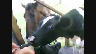 Cow and Horse, the best of friends(برگفته از یوتیوب)