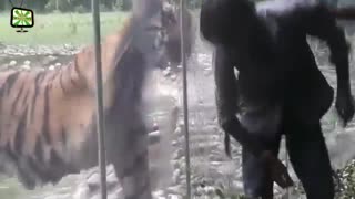 تلاش حیوانات باغ وحش برای حمله به انسان ها