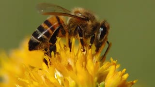 تلاوت ایاتی از سوره نحل در مورد زنبور عسل