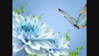 فاطمه قرار لالایی