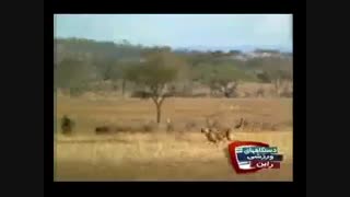 حتما تو خونه اش تردمیل راین داره!