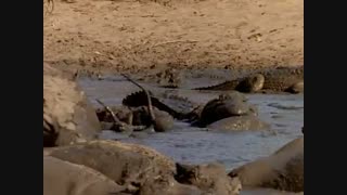 مستند  The  Last  Feast of the Crocodiles