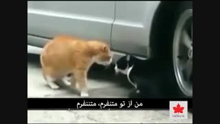 دعوای خانوادگی دو تا گربه (همراه با زیر نویس)