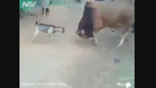 دعوای گاو بزرگ و بزغاله کوچولوی پر رو