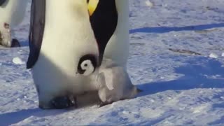 تریلر مستند جوجه برفی Snow Chick: A Penguin's Tale