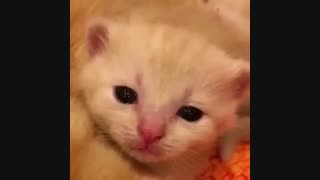 ازتون گله دارم