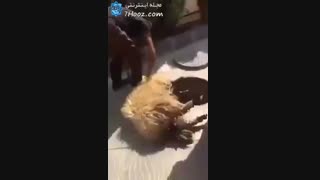 مثلا آوردنش لب چاه که خونش نریزه تو حیاط! ولی...خودتون آخرشو ببینید(16+)