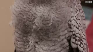 هری‌پاتر بلای جان جغدها در اندونزی