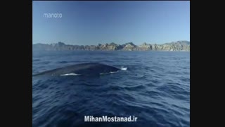 مستند حیات وحش امریکا