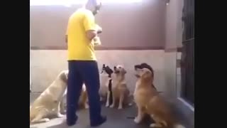 ویدیو پلی شه .. درسته سگن ولی شعورشون خیلی بیشتر از بعضیاس