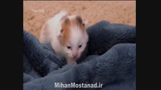 دوست داشتنی ها دوبله فارسی