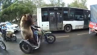 خرس سوار بر موتورسیکلت در روسیه