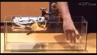 این فیلم جالب کاملا علمی و واقعیست