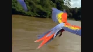 وقف پرنده ها  قاسم افشار