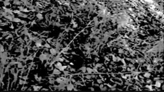 تریلر و دانلود فیلم ترسناک پروژه جادوگر بلرThe Blair Witch Project 1999