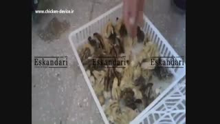 جوجه کشی از بلدرچین با دستگاه جوجه کشی اسکندری