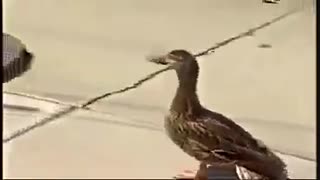 پرنده و جوجه هایش