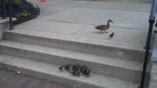 جوجه ها در تلاش برای رسیدن به مادر