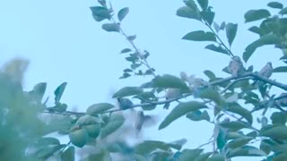 AGUST D [  So far away ]  MV