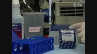 RNA Isolation and cDNA Synthesis