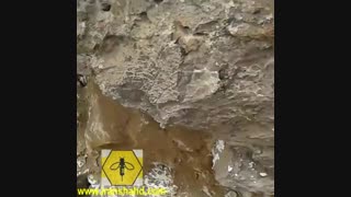 کشف کندوی عسل وحشی