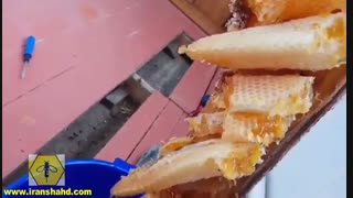 کشف کندوی عسل در کف یک خانه