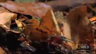 Army Ants